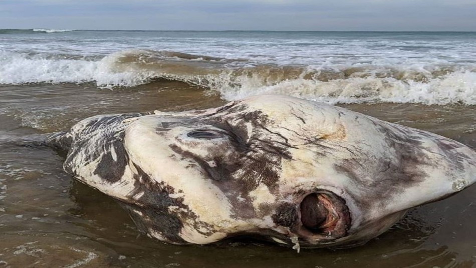 Extraña criatura marina aparece en playa de Australia: Extraña criatura marina aparece en playa de Australia: