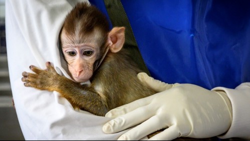 Estudio: Vacuna candidata contra el coronavirus generaría inmunidad con tan sólo una dosis