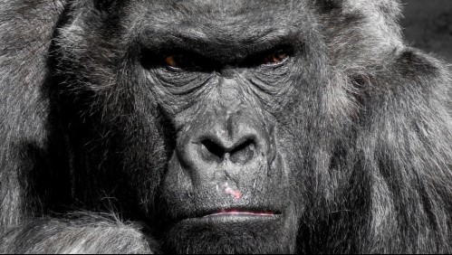 11 años de prisión para el cazador furtivo que mató al famoso gorila 'Rafiki'