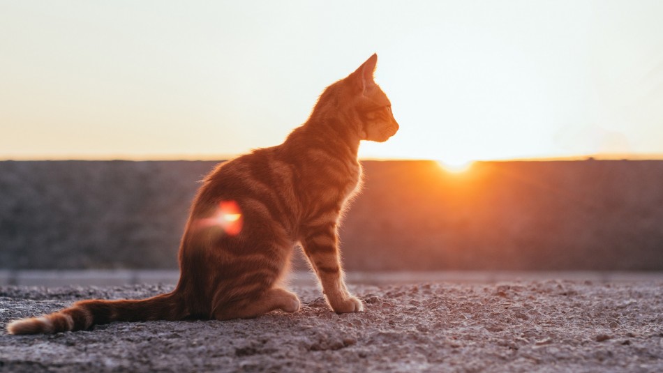 Por qué agosto es el mes de los gatos?