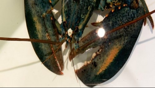 Una rara langosta azul fue descubierta en restaurante de Estados Unidos