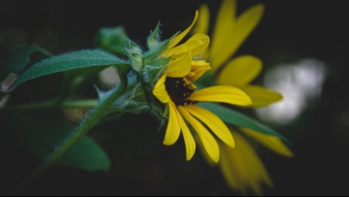 Aprende a aplicar el feng shui en casa durante la cuarentena: Hay que encontrar el equilibrio