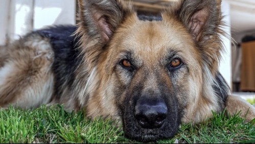 Muere el primer perro que dio positivo en prueba de coronavirus en Estados Unidos