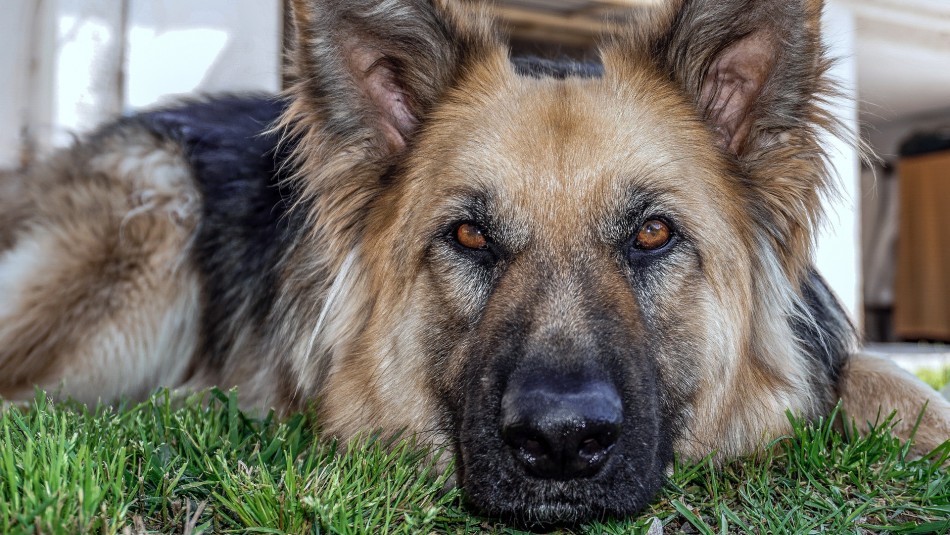 Muere el primer perro que dio positivo en prueba de coronavirus en Estados Unidos Muere el primer perro que dio positivo en prueba de coronavirus en Estados Unidos