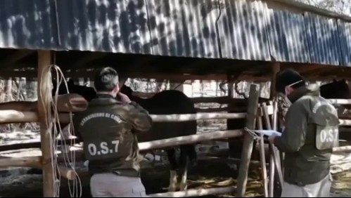 'El señor de los caballos': Detienen a narcotraficante aficionado al rodeo y los caballos fina sangre