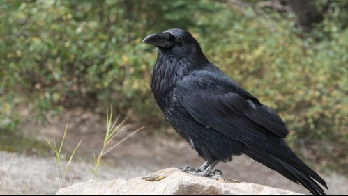 ¿Cuervo ladrón? El ave se llevó el dinero de un joven y todo fue grabado por una cámara de seguridad