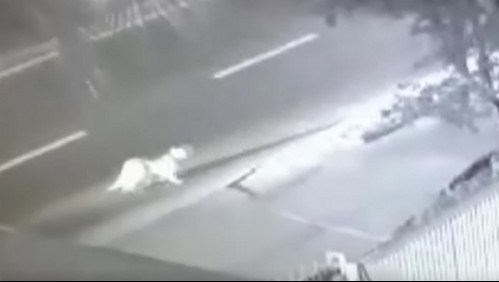 Cámaras de seguridad registran la presencia de un puma en Huechuraba