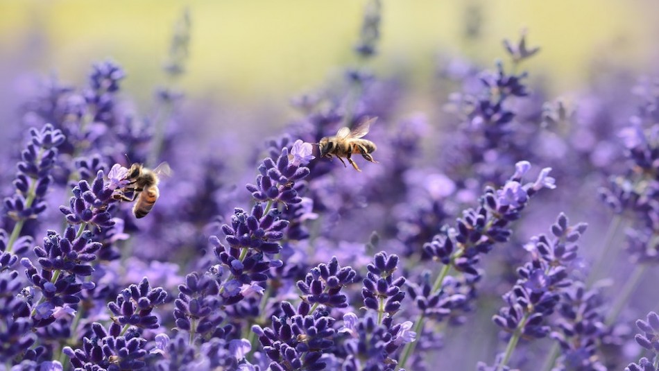 Conoce los beneficios de la lavanda para tus ambientes y la salud Conoce los beneficios de la lavanda para tus ambientes y la salud