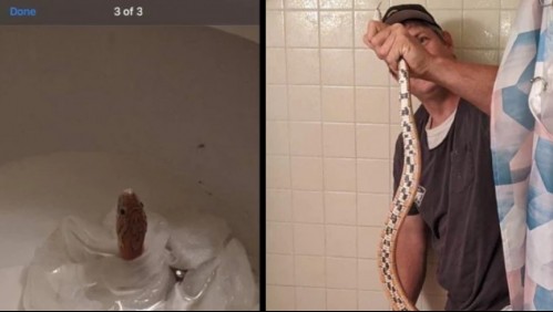 Se levantó para ir al baño y se llevó una terrible sorpresa: Había una serpiente en el inodoro