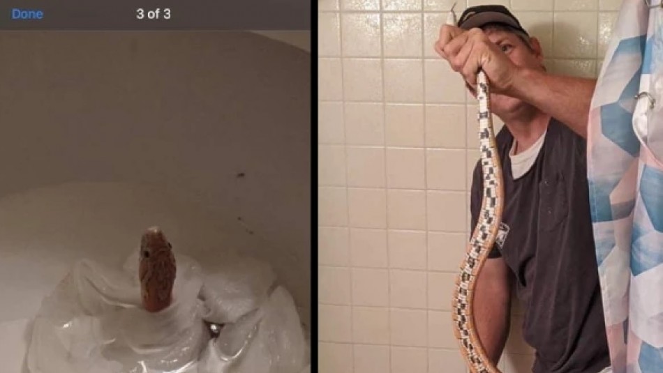 Se levantó para ir al baño y se llevó una terrible sorpresa: Había una serpiente en el inodoro Se levantó para ir al baño y se llevó una terrible sorpresa: Había una serpiente en el inodoro