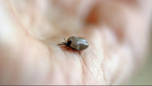 Alerta en China por virus transmitido por garrapatas