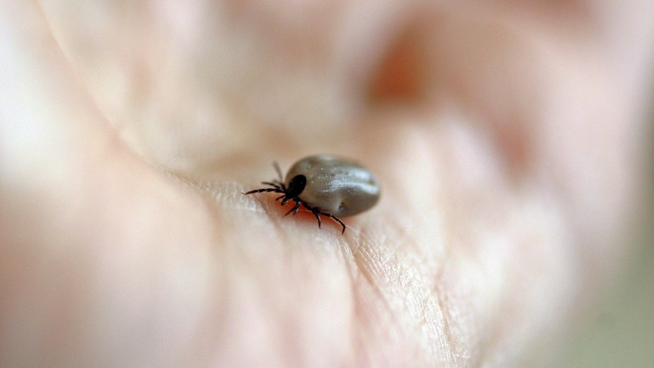 Alerta en China por virus transmitido por garrapatas Alerta en China por virus transmitido por garrapatas