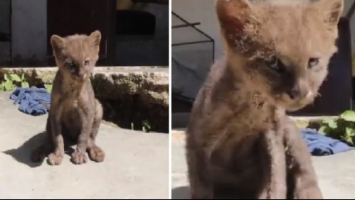 Hombre adopta un 'tierno gatito' abandonado pero al tiempo se dio cuenta que era un puma