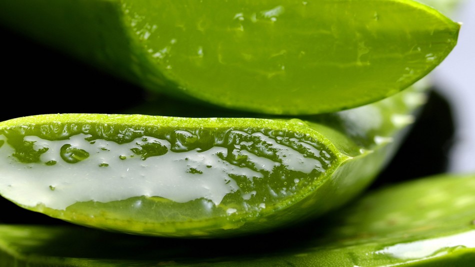 Planta curativa: Estos son los beneficios que aporta el Aloe Vera al organismo Planta curativa: Estos son los beneficios que aporta el Aloe Vera al organismo