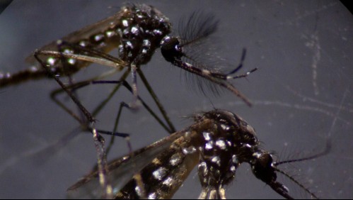 OPS advierte: Coronavirus aumenta el riesgo de muerte por enfermedades transmitidas por mosquitos