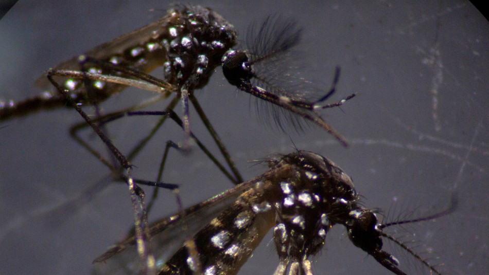 dengue coronavirus ops OPS advierte: Coronavirus aumenta el riesgo de muerte por enfermedades transmitidas por mosquitos