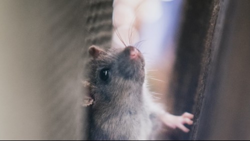 Otro dolor de cabeza para la OMS: aparece un brote de peste bubónica en China