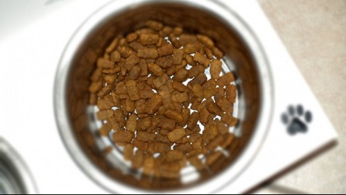 Sernac abre consulta ciudadana por productos de marca de comida para perros: Buscan compensación