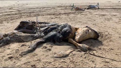 Hallazgo misterioso: Encuentran una extraña criatura en una playa de Inglaterra
