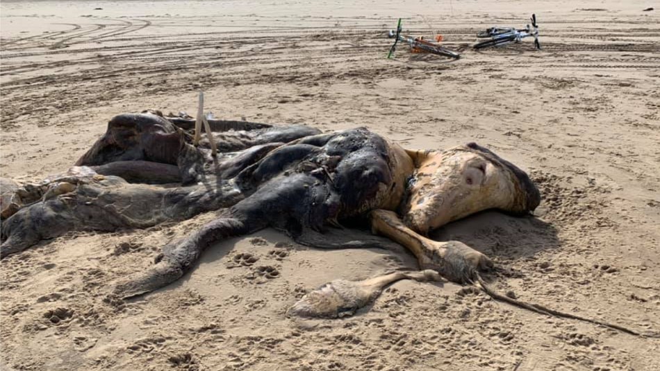 Hallazgo misterioso: Encuentran una extraña criatura en una playa de Inglaterra Hallazgo misterioso: Encuentran una extraña criatura en una playa de Inglaterra