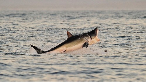 Surfista australiano salva a su esposa de un tiburón golpeándolo en la cabeza
