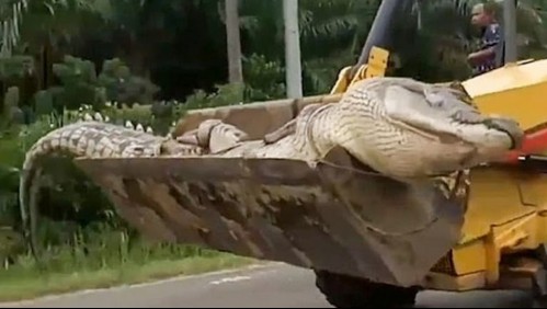 Capturan a un cocodrilo gigante para decapitarlo por estar 'poseído por un demonio'