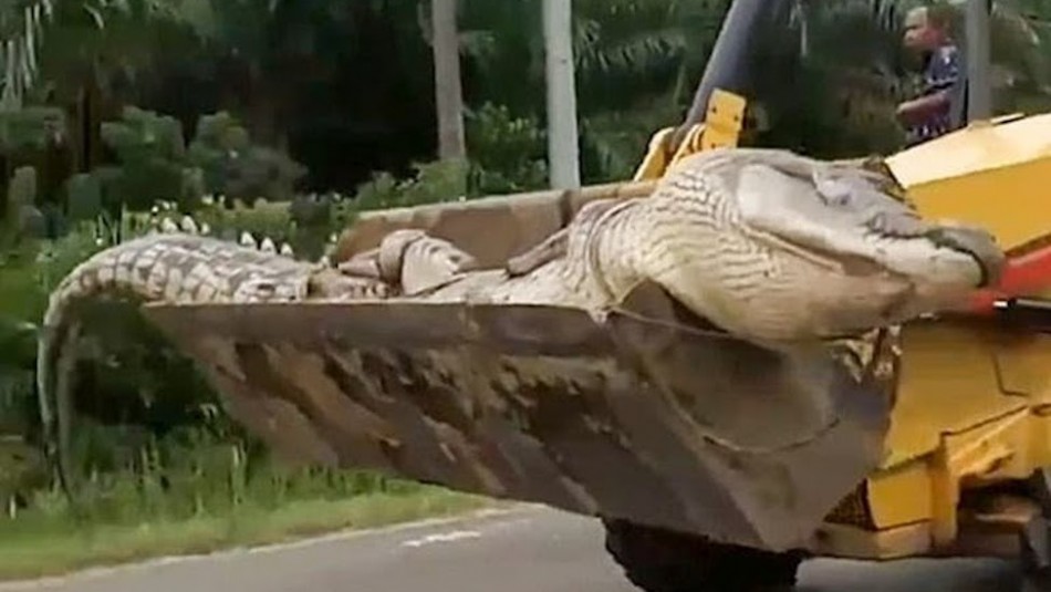 Capturan a un cocodrilo gigante para decapitarlo por estar Capturan a un cocodrilo gigante para decapitarlo por estar