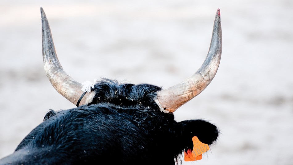 Niño defiende a su hermano menor tras el feroz ataque de un toro en la India Niño defiende a su hermano menor del feroz ataque de un toro en la India