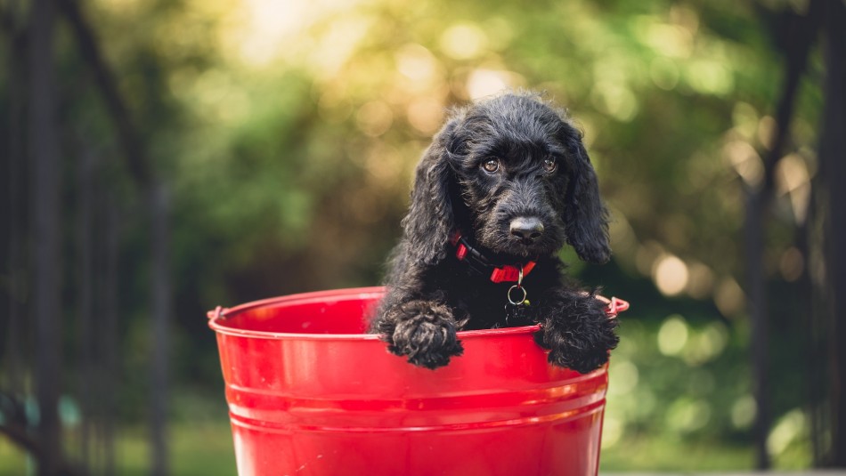 Cuidados de tu mascota: ¿Cada cuánto tiempo debo bañar a mi perro? Cuidados de tu mascota: ¿Cada cuánto tiempo debo bañar a mi perro?
