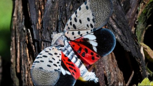 Plaga de moscas obliga a autoridades de Nueva Jersey a decretar zonas en cuarentena