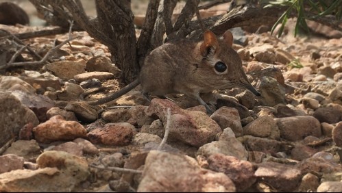 Extraña especie de musaraña elefante dada por perdida hace medio siglo reaparece en África