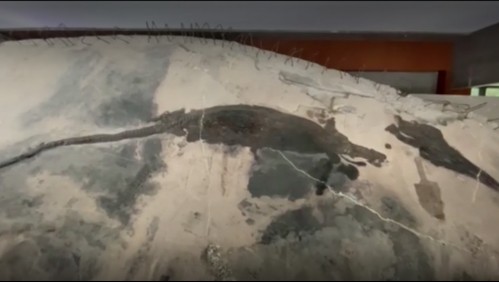 Encuentran fósil de reptil de 4 metros en el estómago de otro fósil de reptil gigante