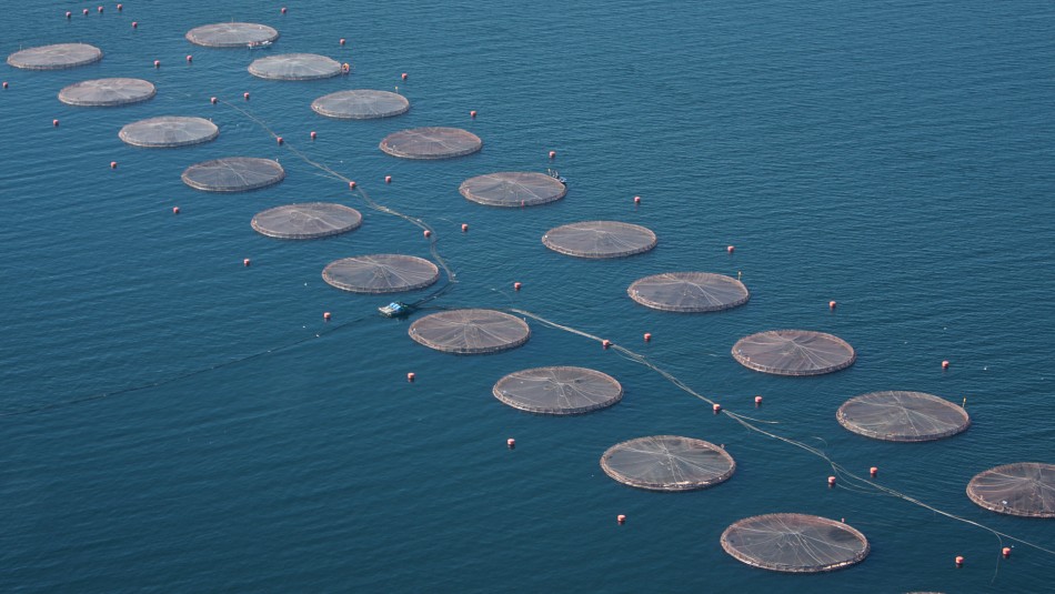 SMA multa a salmonera con más de $5.300 millones por escape de 690 mil peces SMA multa a salmonera con más de $5.300 millones por escape de 690 mil peces