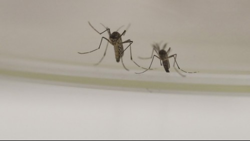 Dos muertos y 23 internados en España por brote de virus transmitido por picadura de mosquito