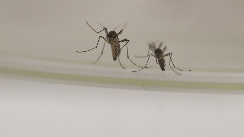 brote virus nilo españa Dos muertos y 23 internados en España por brote de virus transmitido por picadura de mosquito