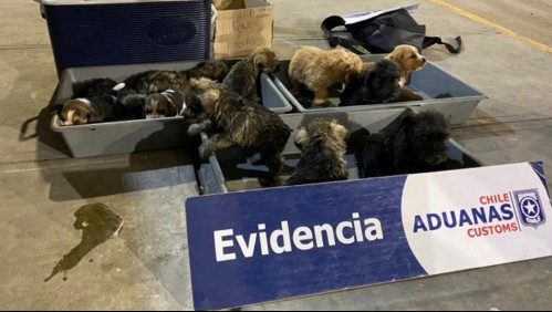 Rescatan a cachorros que venían de contrabando en un camión: Uno estaba fallecido