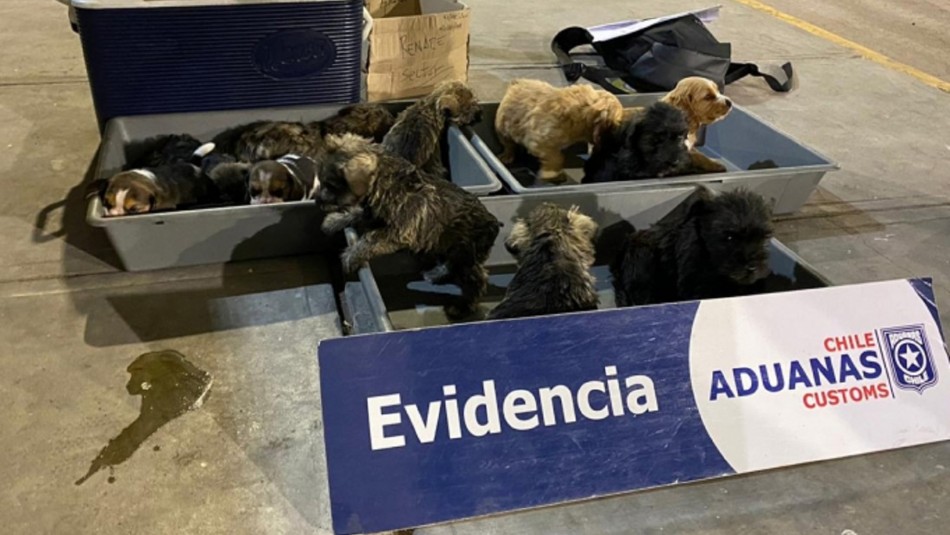cachorros contrabando Rescatan a cachorros que venían de contrabando en un camión: Uno estaba fallecido