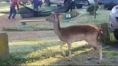 Captan a venado herido en sector residencial de San Pedro de la Paz