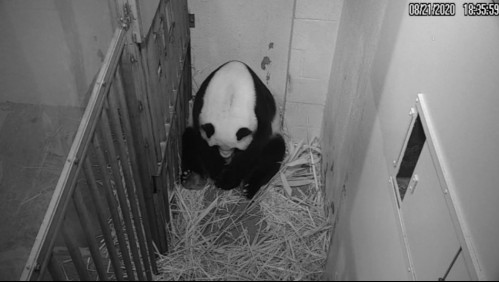 Washington celebra el nacimiento de un panda en su zoológico