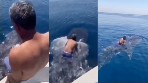 Se lanzó sobre un tiburón ballena y dio un paseo en alta mar tomado de sus aletas