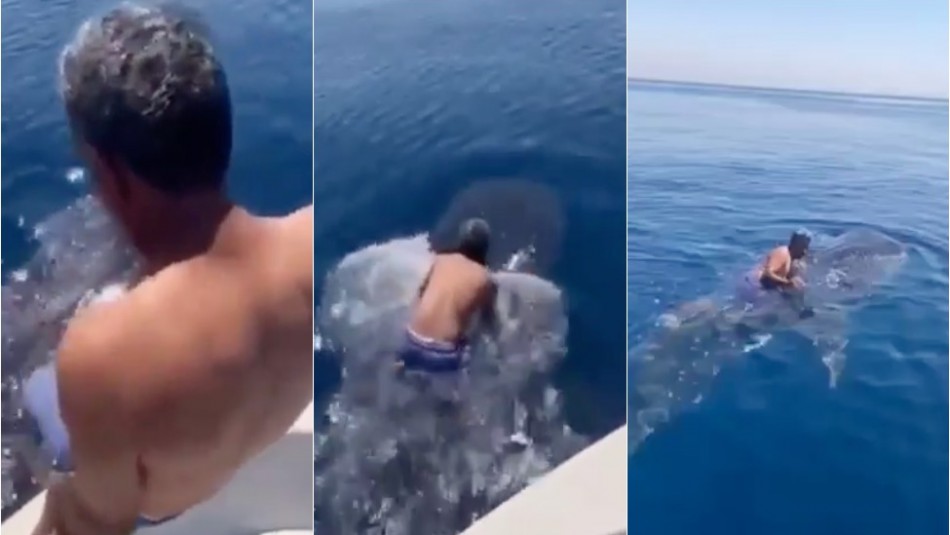 Se lanzó sobre un tiburón ballena y dio un paseo en alta mar tomado de sus aletas Se lanzó sobre un tiburón ballena y dio un paseo en alta mar tomado de sus aletas
