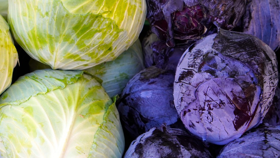 Rico en fibras y vitaminas: Descubre los beneficios que trae el consumo de repollo Rico en fibras y vitaminas: Descubre los beneficios que trae el consumo de repollo