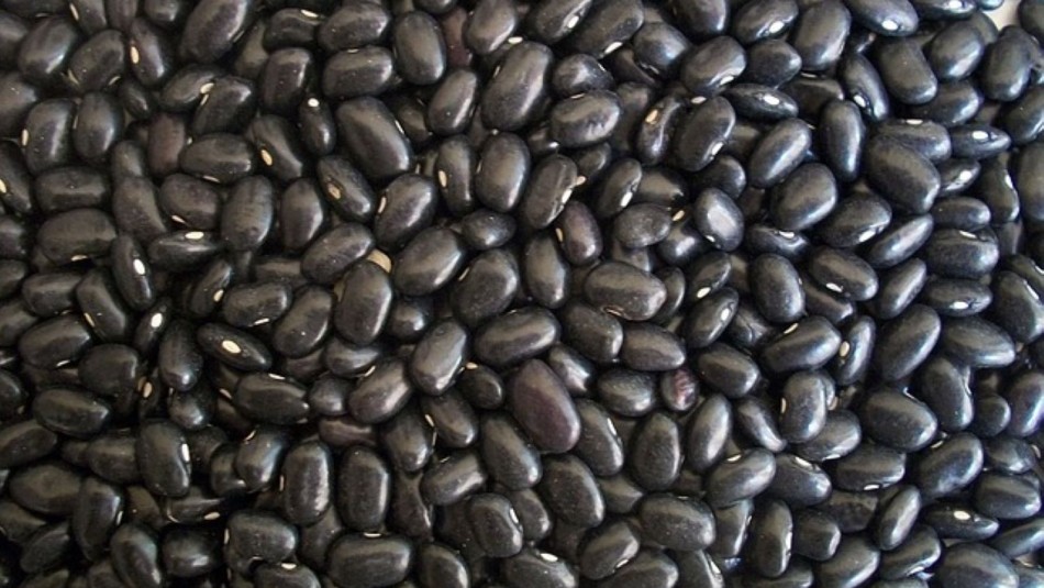 Tus huesos te lo agradecerán: Estos son los beneficios que aportan a tu salud los porotos negros Tus huesos te lo agradecerán: Estos son los beneficios que aportan a tu salud los porotos negros