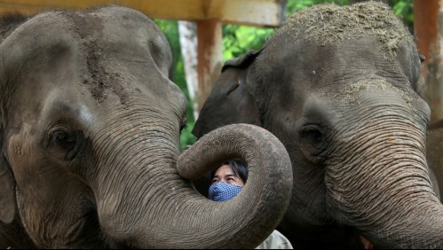 Zoológico administrará a sus elefantes cannabis médico para intentar reducir su nivel de estrés