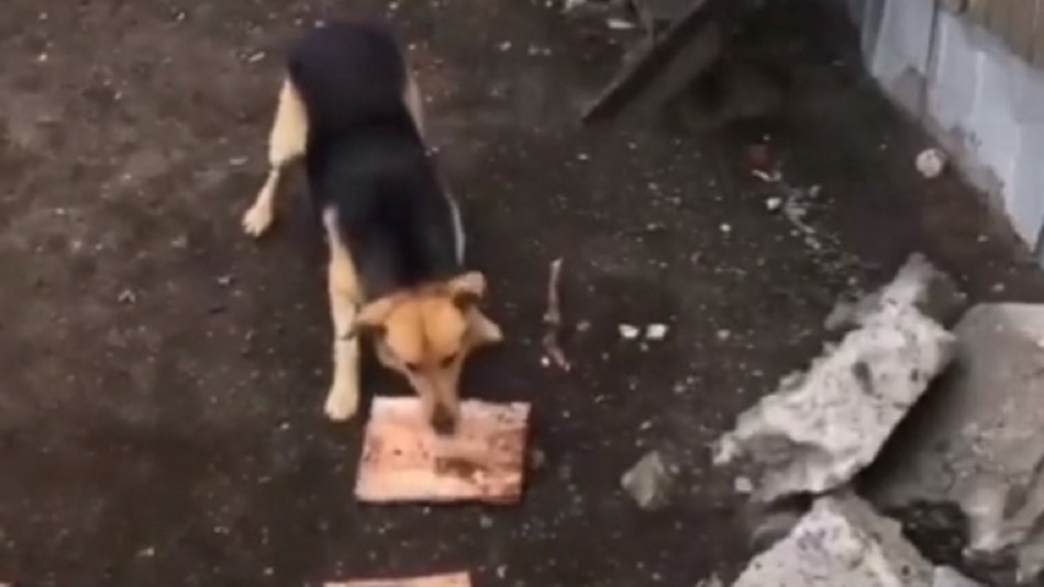 Perro se hace viral por su particular habilidad: Transportar leña con su hocico Perro se hace viral por su particular habilidad: Transportar leña con su hocico