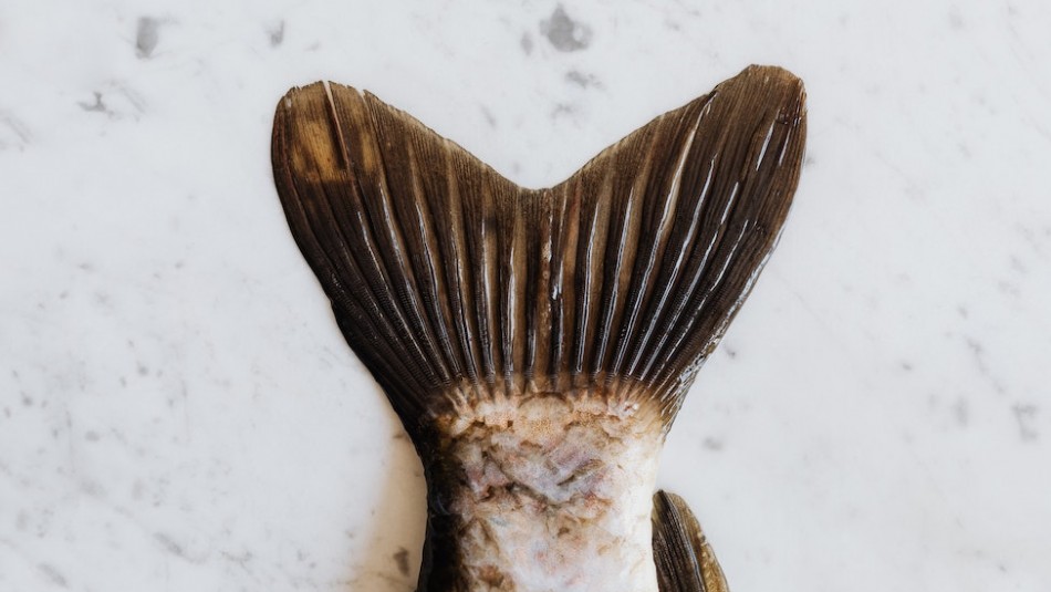 Hay más alergias al colágeno del pescado de lo que se creía según estudio Hay más alergias al colágeno del pescado de lo que se creía según estudio