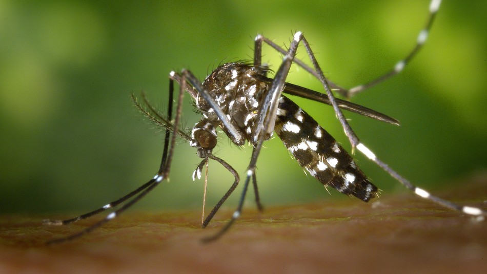 Aumenta riesgo por Malaria debido al coronavirus: ¿Cómo se contagia y cuáles son los síntomas? Aumenta riesgo por Malaria debido al coronavirus: ¿Cómo se contagia y cuáles son los síntomas?