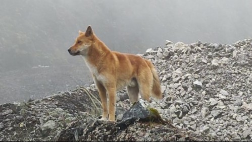 Animal que se creía extinto reaparece tras medio siglo: Perro cantor fue visto en Indonesia