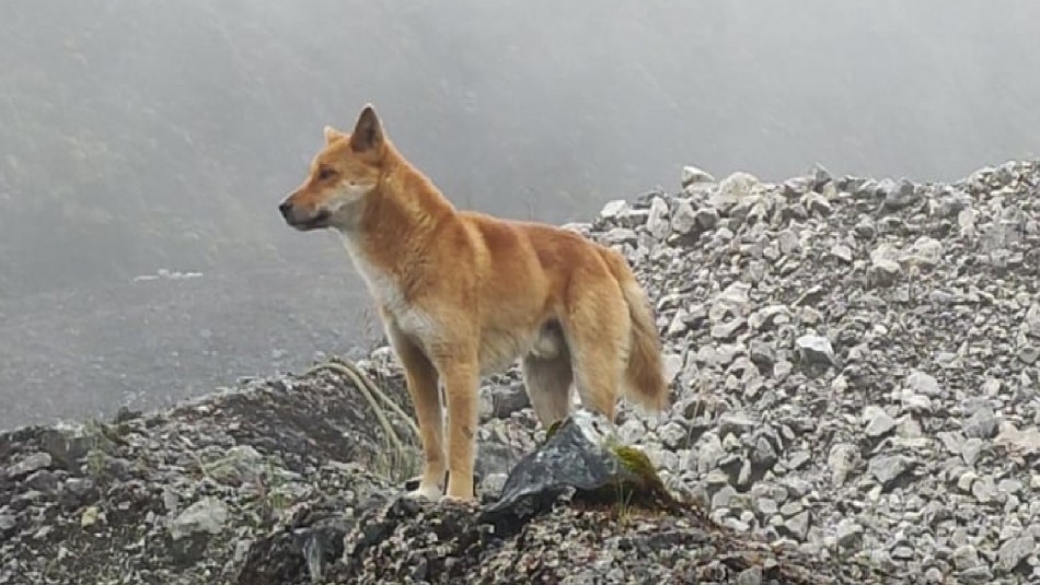 Animal que se creía extinto reaparece tras medio siglo: Perro cantor fue visto en Indonesia Animal que se creía extinto reaparece tras medio siglo: Perro cantor fue visto en Indonesia