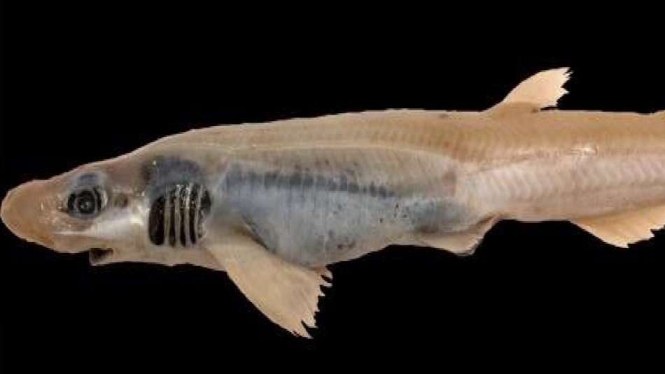 Extraño tiburón sin piel es avistado nadando en medio del Mediterráneo Extraño tiburón sin piel es avistado nadando en medio del Mediterráneo